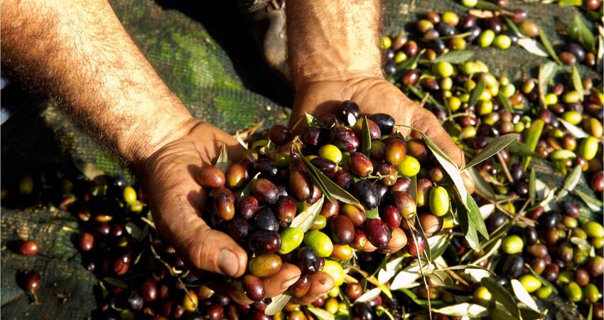 İznik Zeytin Hasadı ve Bursa Turu