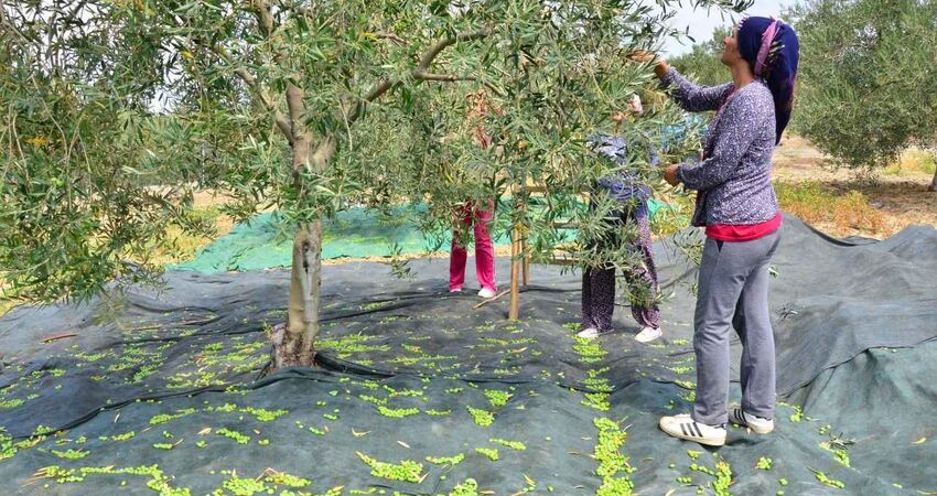 İznik Zeytin Hasadı ve Bursa Turu