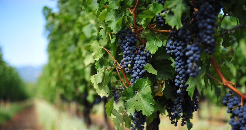 Denizli'nin Saklı Rotası : Çivril Çal Buldan Turu 