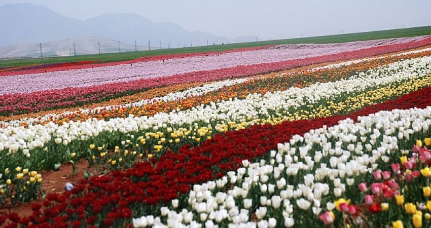Hızlı Tren İle Lale Tarlaları Karaman Göksu Şelalesi Turu