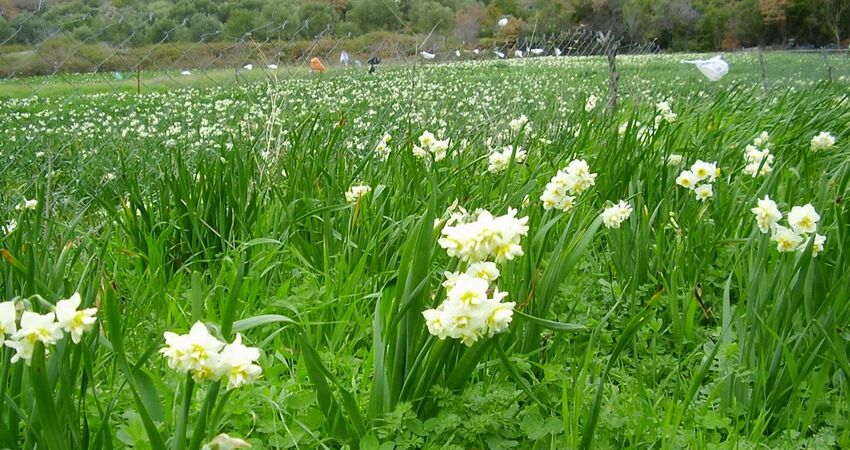 İzmir Mavi Tren ile Karaburun Nergis Tarlaları İzmir Turu (Yataklı Vagon)