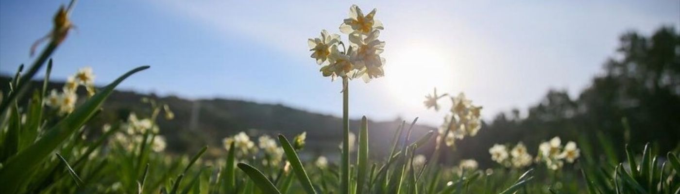 İzmir Mavi Tren ile Karaburun Nergis Tarlaları İzmir Turu (Yataklı Vagon)