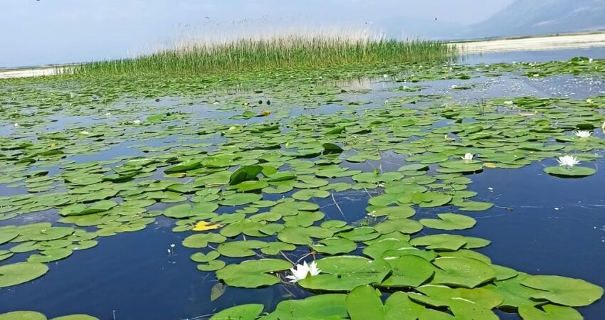 Işıklı Göl Nilüferleri ve Uşak Turu 