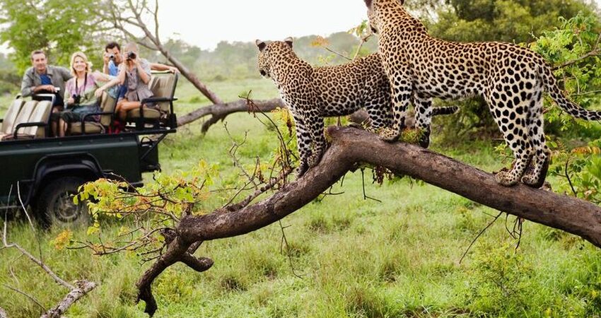 Elit Güney Afrika Turu