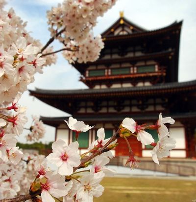 Elit Japonya Kore Turu THY ile 7 Gece Ekstra Turlar Dahil Sakura Dönemi