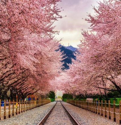 Elit Japonya Kore Turu THY ile 7 Gece Ekstra Turlar Dahil 14 Ağustos Çıkışlı