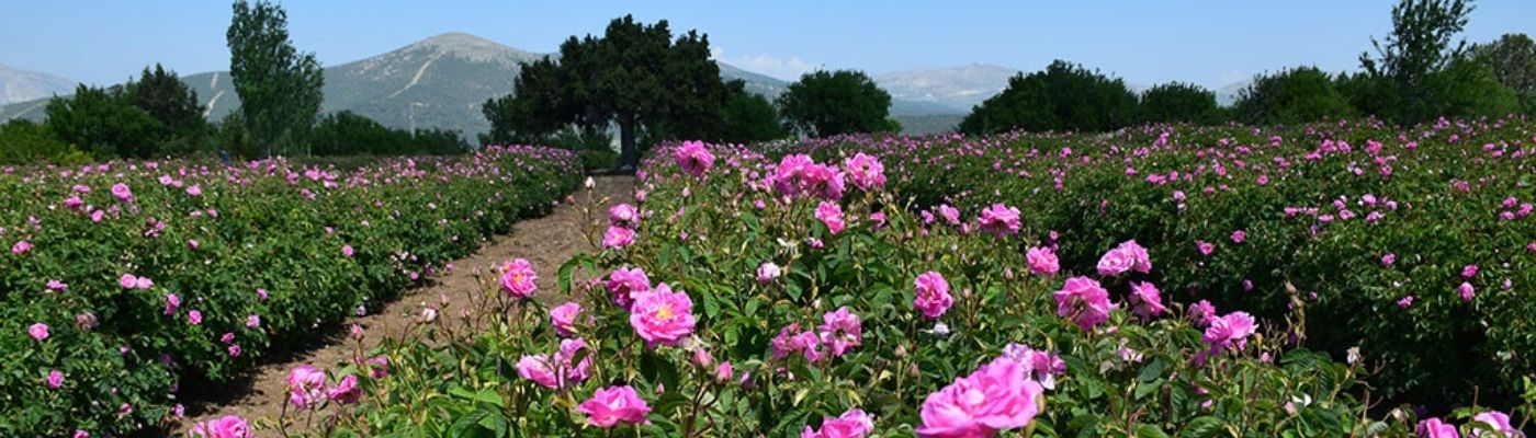 Gül Hasadı Salda Gölü Sagalassos Turu 