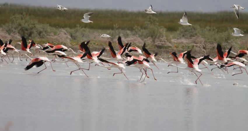 Sultan Sazlığı Kapuzbaşı Şelaleleri Niğde Turu