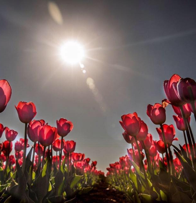 Hızlı Tren İle Lale Tarlaları Karaman Göksu Şelalesi Turu